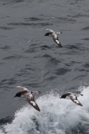 Day13_AtSea_CPetrels_3426 (1)